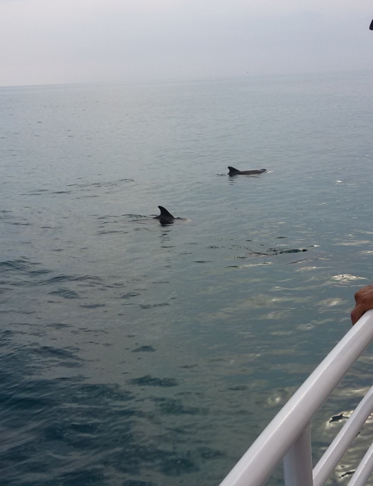 A few of the dolphins that appeared.